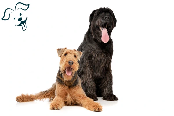 Airedale Terrier