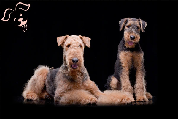 Airedale Terrier Image 2