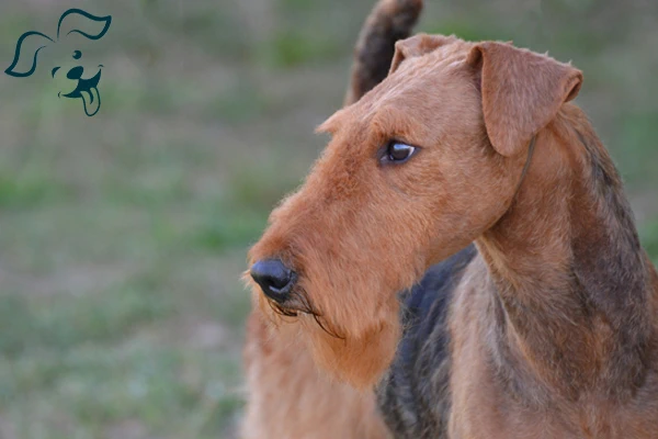 Airedale Terrier Image 3