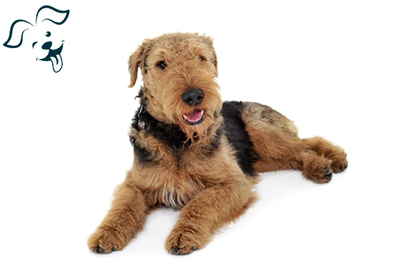 Airedale Terrier Image 4