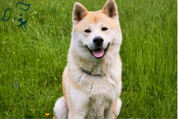 Akita Image 3