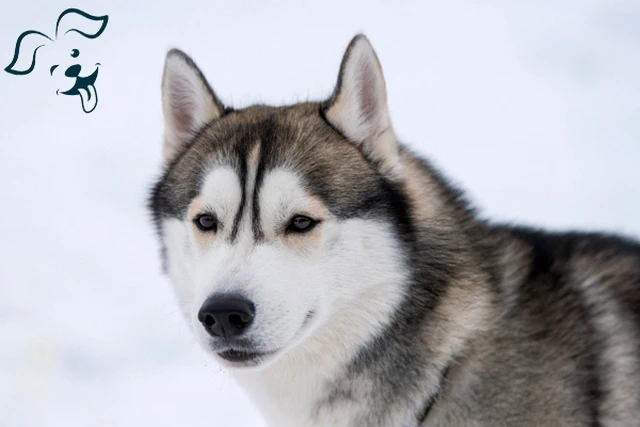 Alaskan Klee Kai