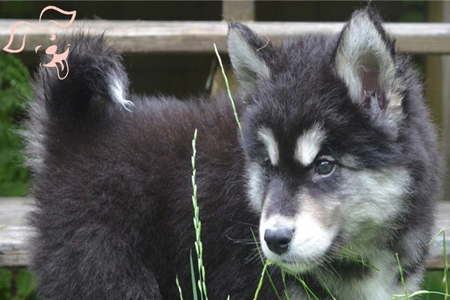 Alaskan Klee Kai Image 2