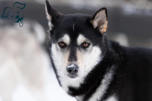 Alaskan Klee Kai Image 3