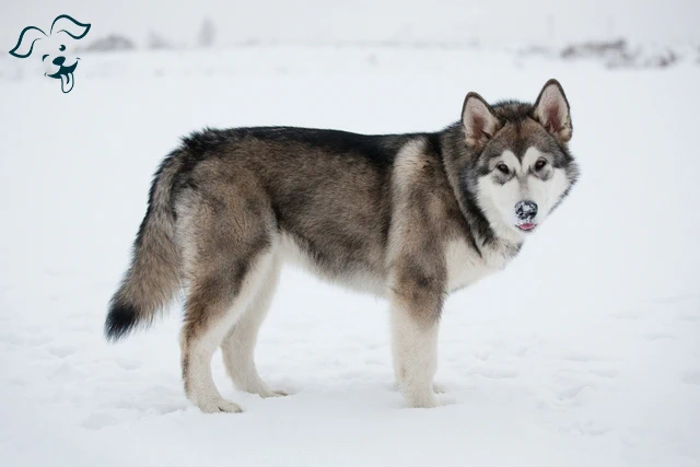 Alaskan Malamute Image 1