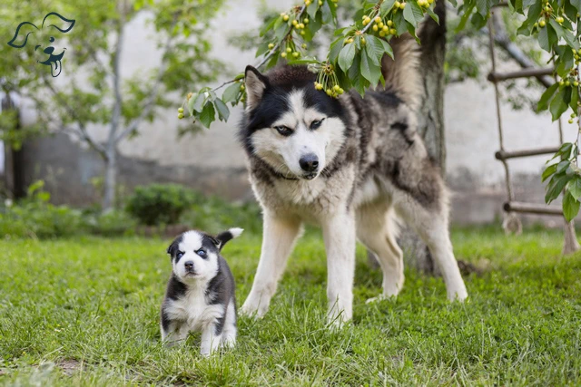 Alaskan Malamute Image 2