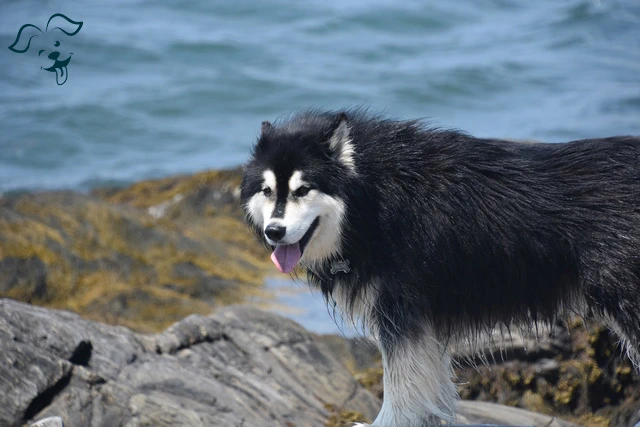 Alaskan Malamute Image 3