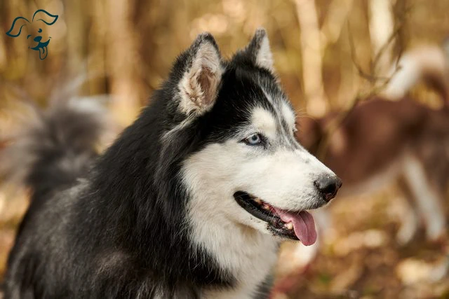 Alaskan Malamute Image 4