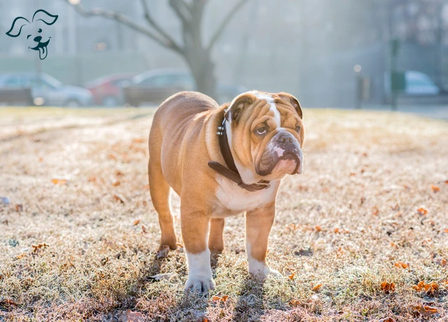 American Bulldog Image 2