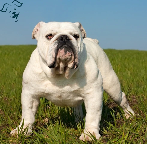 American Bulldog Image 3