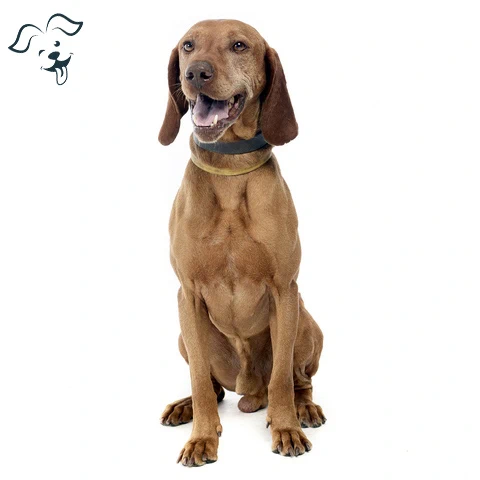 American English Coonhound Image 1