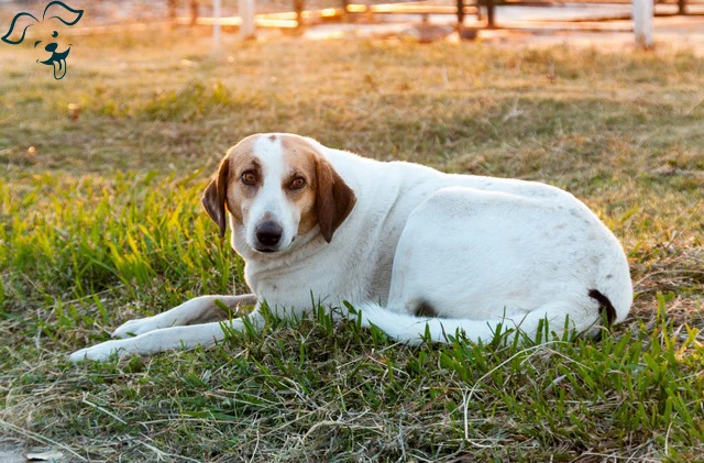 American English Coonhound Image 4