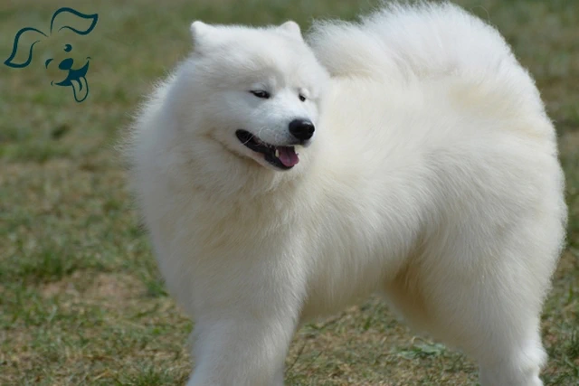 American Eskimo Dog Image 1