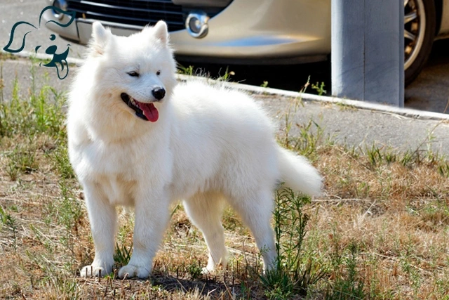 American Eskimo Dog Image 2