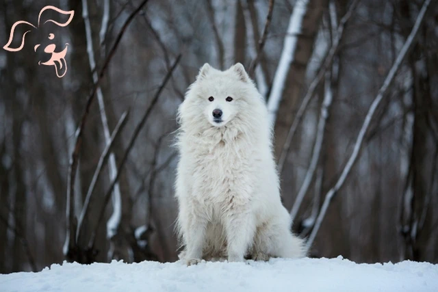 American Eskimo Dog Image 3