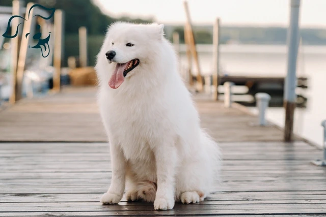 American Eskimo Dog Image 4