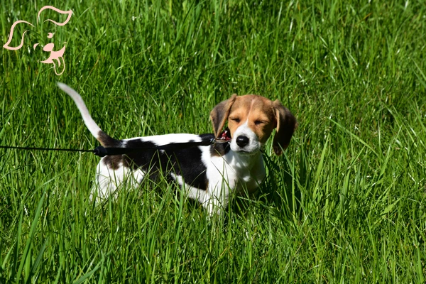 American Foxhound Image 4