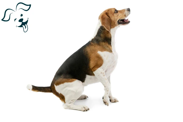 American Foxhound Image 1