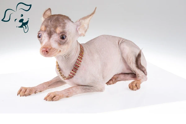 American Hairless Terrier Image 3