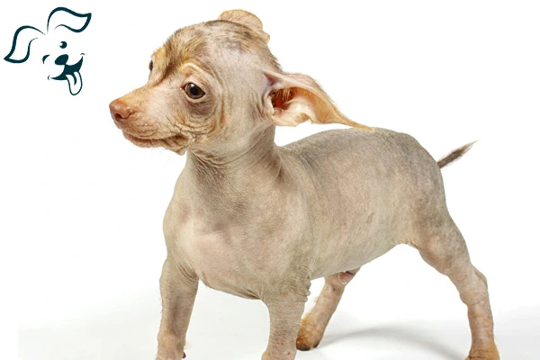 American Hairless Terrier Image 4