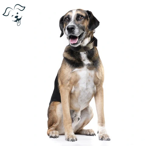 American Leopard Hound Image 1