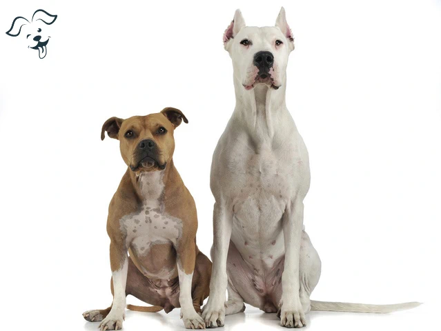 American Staffordshire Terrier