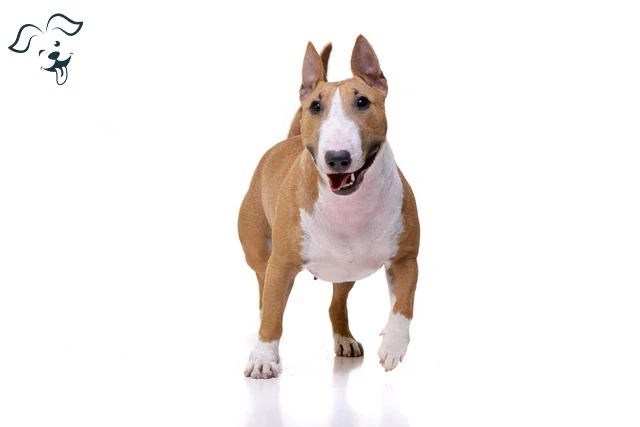 American Staffordshire Terrier Image 3