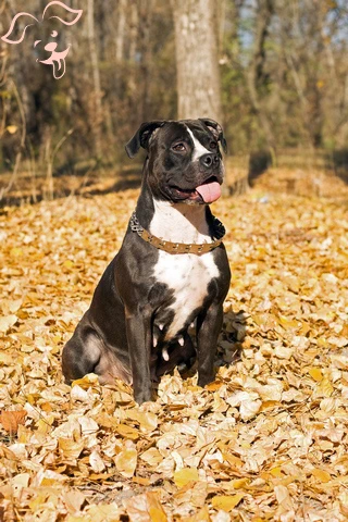 American Staffordshire Terrier Image 4