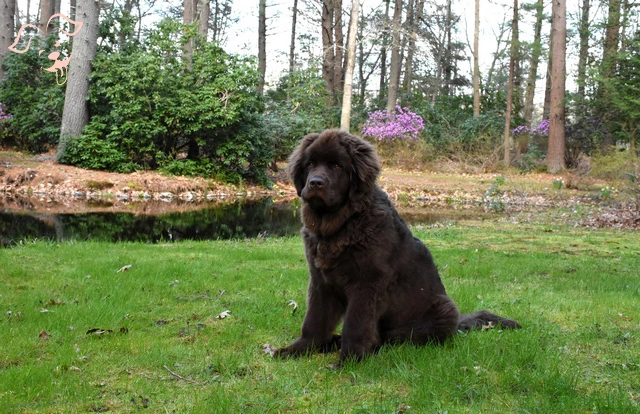 American Water Spaniel Image 2