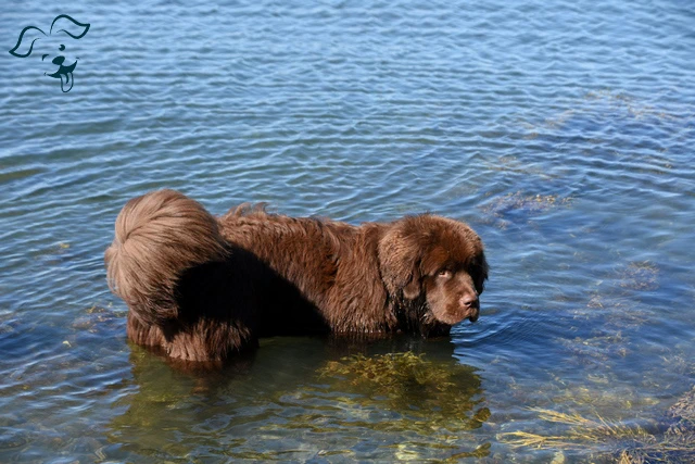 American Water Spaniel Image 3