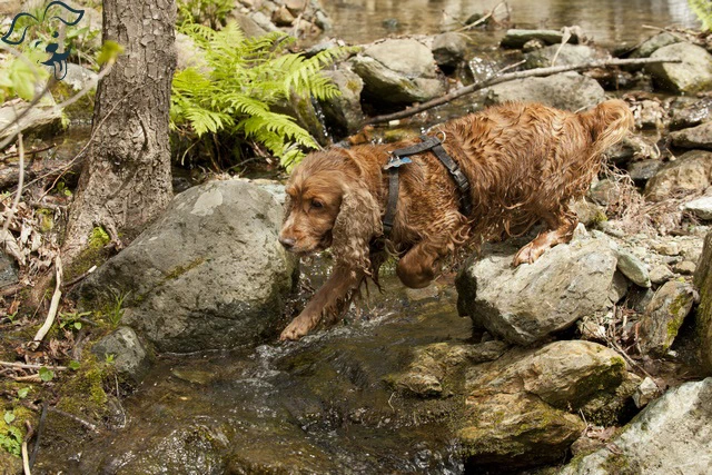 American Water Spaniel Image 4