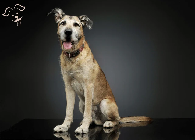 Anatolian Shepherd Dog Image 2