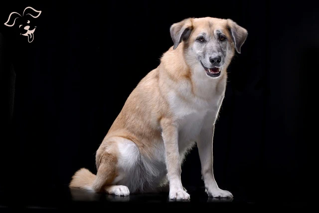 Anatolian Shepherd Dog Image 3