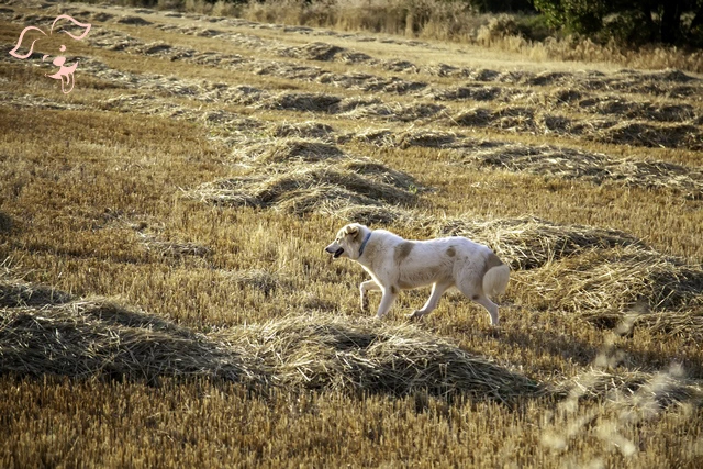 Anatolian Shepherd Dog Image 4