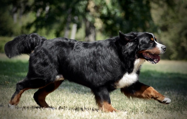 Appenzeller Sennenhund Image 3