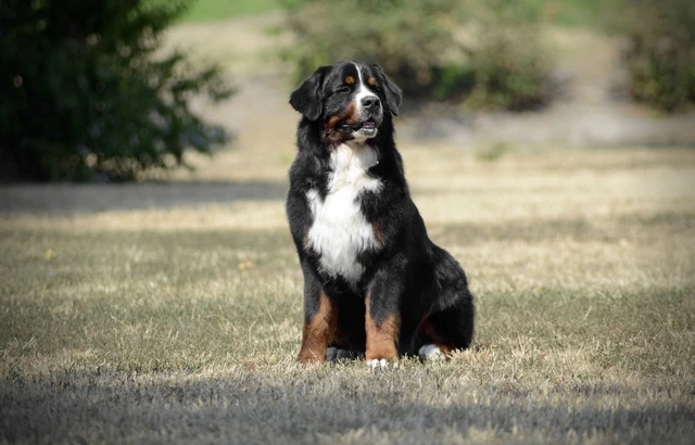 Appenzeller Sennenhund Image 4