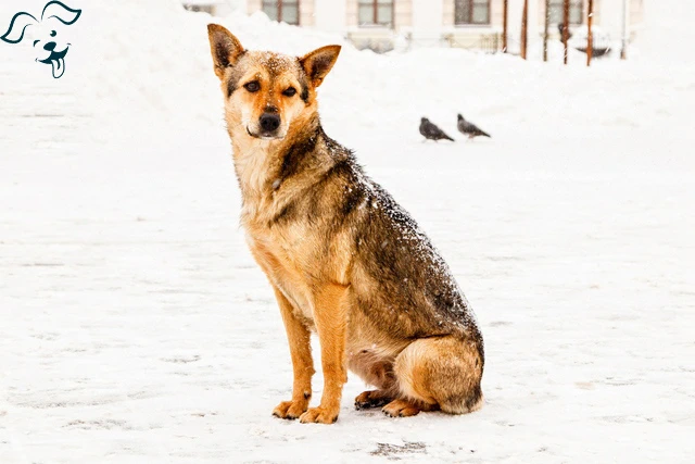 Australian Cattle Dog