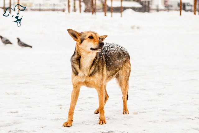 Australian Cattle Dog Image 2