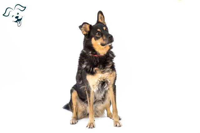 Australian Cattle Dog Image 3