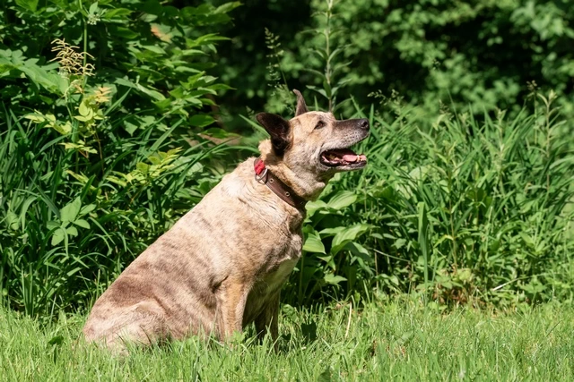 Australian Cattle Dog Image 4