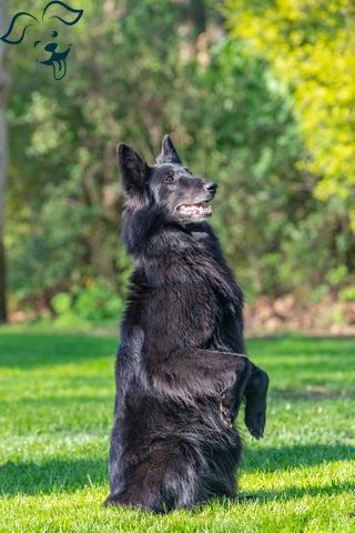 Australian Kelpie Image 3