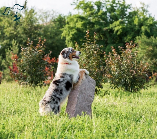 Australian Shepherd Image 1