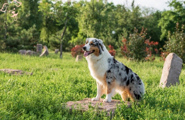 Australian Shepherd Image 2