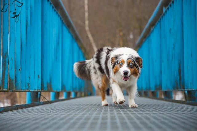 Australian Shepherd Image 3