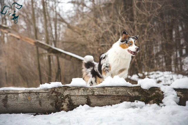 Australian Shepherd Image 4