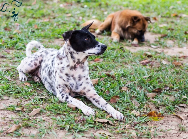 Australian Stumpy Tail Cattle Dog Image 2