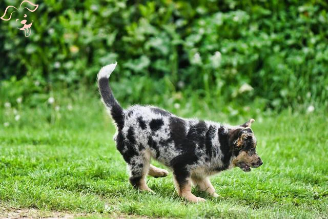 Australian Stumpy Tail Cattle Dog Image 3