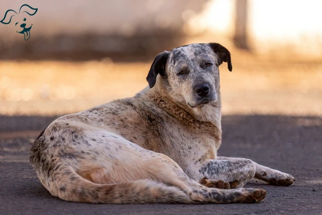 Australian Stumpy Tail Cattle Dog Image 4