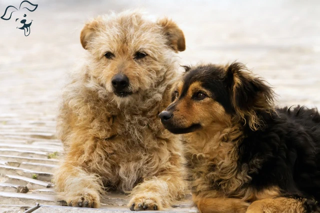 Australian Terrier