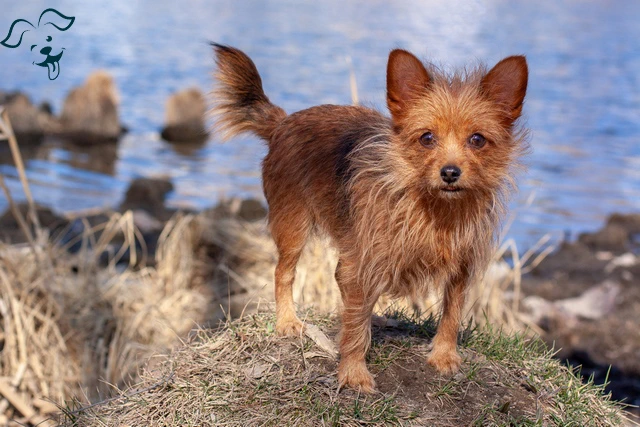 Australian Terrier Image 2